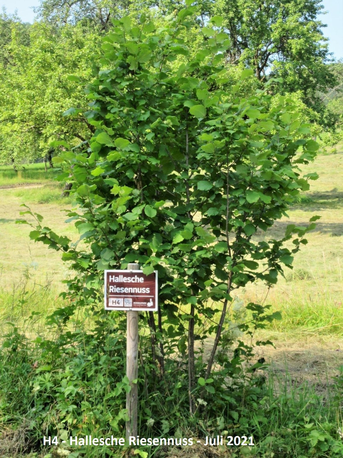 Hallesche Riesen Hallesche Riesennuss - Nussbaumweg