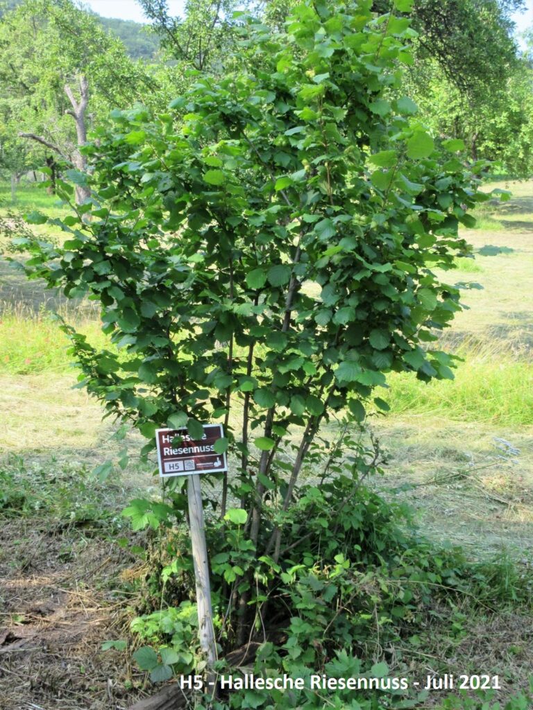 Hallesche Riesen Hallesche Riesennuss - Nussbaumweg